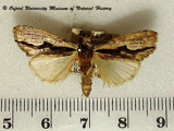 Crionica cervicornis